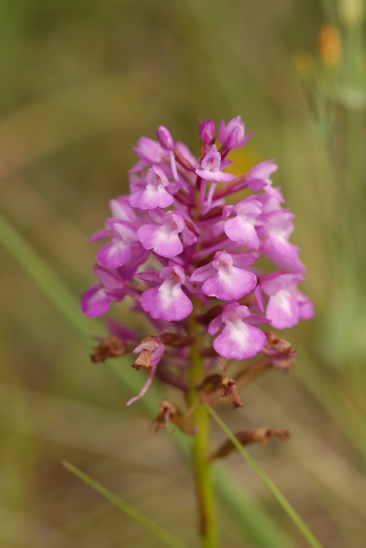 Ibrido A. pyramidalis x G. conopsea ???